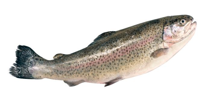 Форель , 1000 г