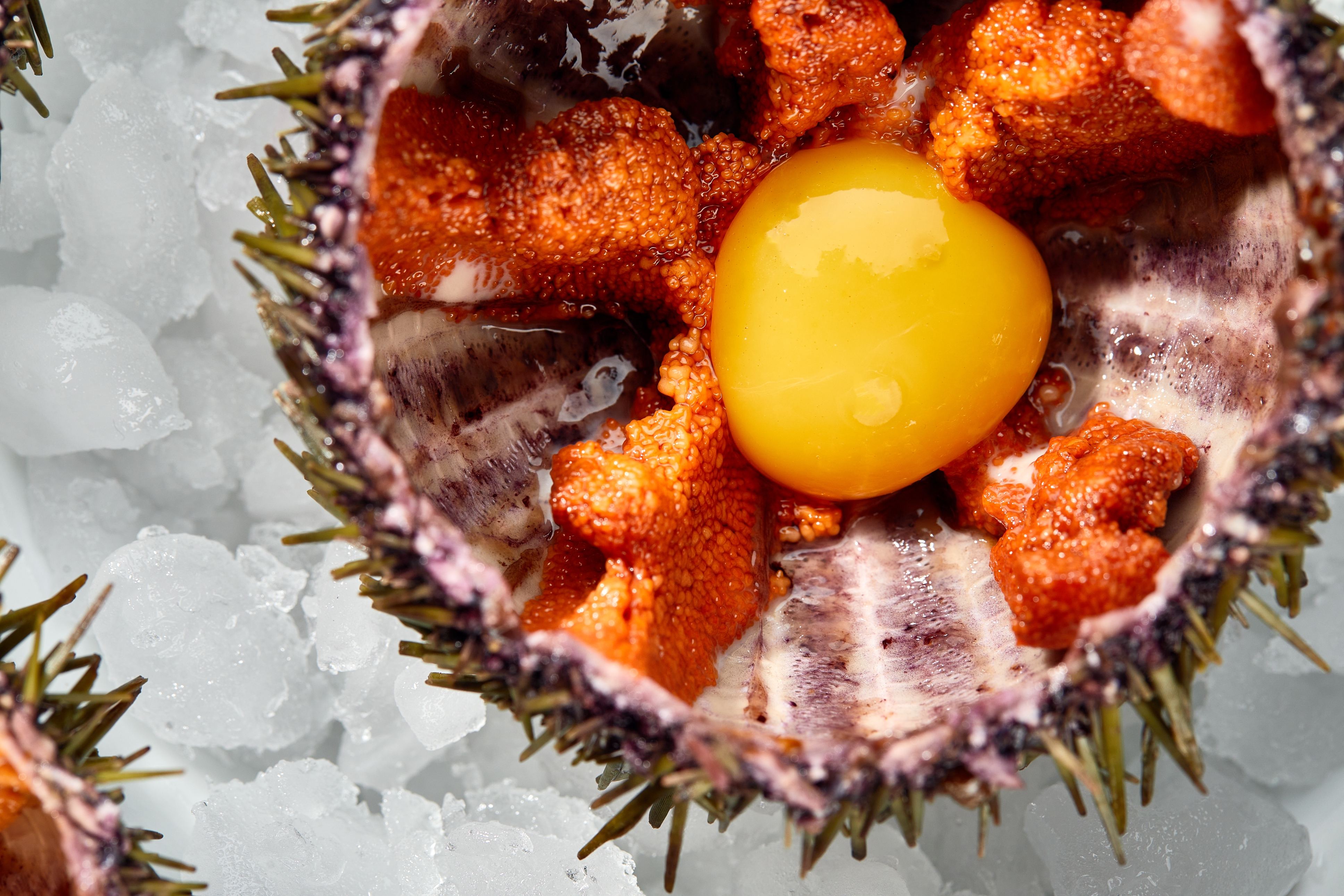 Что нужно знать об икре морского ежа?