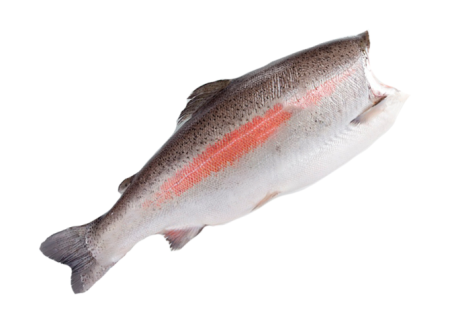 Форель Турция, 1000 г