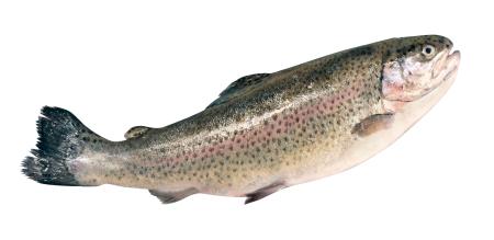 Форель , 1000 г