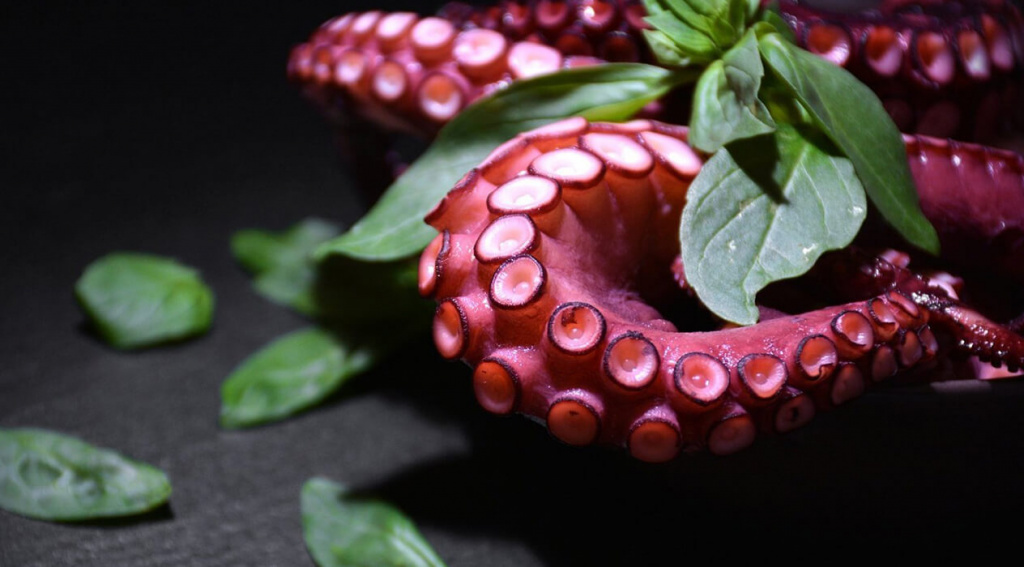 octopus.jpg octopus.jpg